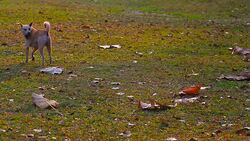 Dog at the park Stock Footage