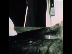 SYND 5-10-73 KANGAROO TAIL REPAIRED BY VETS News Clip