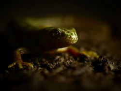 Newt on the Ground Close Up Video Stock Footage
