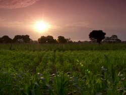 "Lilac dusky sky with bright sun over field of green leafy crops, Lambayeque, Peru [PerÃƒÂº]" Stock Footage