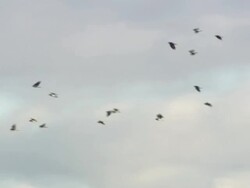 Birds in flight, , North East Extremadura in Dehesa, Extremadura, Spain Stock Footage