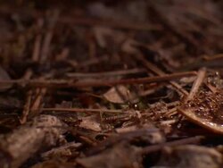 Medium Close Up Pan Right - Ant colony swarming on leaf /  Stock Footage