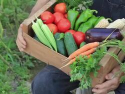 Farmer picking vegetables Stock Footage