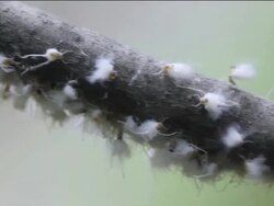 CU PAN Colonly of Woolly Aphids are swaying back and forth on branch / Kitchener, Ontario, Canada    Stock Footage