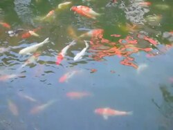 HD Fancy fish Stock Footage