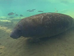 Manatee across bottom, crosses camera, Florida, North Atlantic Ocean  Stock Footage