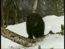 MS Wolverine, Gulo gulo, sitting in snow, Arctic Circle Stock Footage