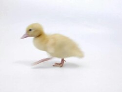 Duckling Stock Footage