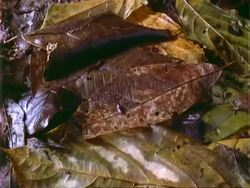 T/L leaf litter rot and fungal hyphae growth, CU, Panama. Stock Footage