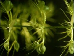 Aldrovanda, Water Wheel Plant, UK Stock Footage