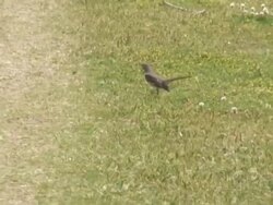 Bird  1080/60i Stock Footage