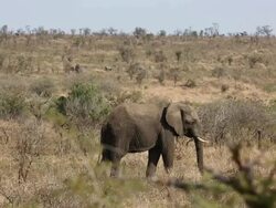 Wildlife in Kruger National Park Stock Footage