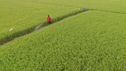 Farmer spray the fertilizer in green rice field Stock Footage