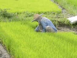 Farmer Stock Footage