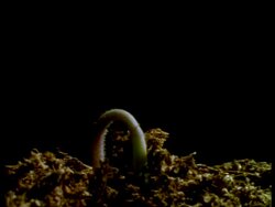 T/L CU Sweet Pea seedling emerging from soil, black background Stock Footage