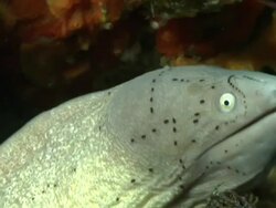 ECU Geometric moray eel lying in rock crevice covered with coral and molluscs / Matola, Maputo, Mozambique Stock Footage