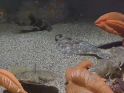 Sole fish  1080i/60 Stock Footage