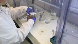 Scientist analysing the stomach contents of deep-sea amphipods for plastic pollution study News Clip