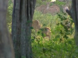 MS Pan left following herd of deer running through woodland, to view of herd through trees Stock Footage