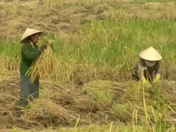 MS Group of primary and secondary school students in rural Siem Reap / Cambodia Stock Footage