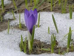 snow melting, crocus opening Stock Footage