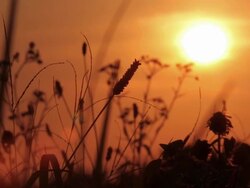 Sunset and Grass Stock Footage