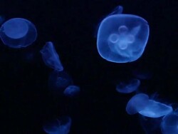 Jellyfish Stock Footage