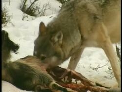 CU Grey wolf, Canis lupus, eating goat, Arctic Circle Stock Footage