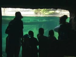 Manatee Viewing, Lowry Park Zoo, kids at window, Manatee (Trichechus manatus) rolls, Florida, North Atlantic Ocean  Stock Footage