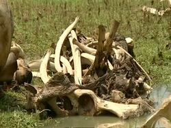 MCU Elephant bones Stock Footage