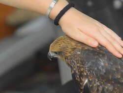 Brahminy kite squab is touched as pet in the home Stock Footage
