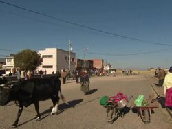 L-R Pan of main street/railway from cattle to train station and sign, Tiwanaku Tiahuanaco/Tiahuanacu, Bolivia Stock Footage