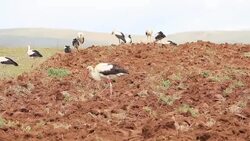 Stork feeding in the farm Stock Footage