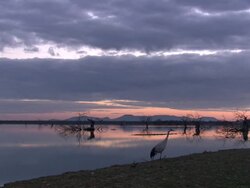 European Crane (Grus grus) alone on shore, North East Extremadura in Dehesa. Stock Footage