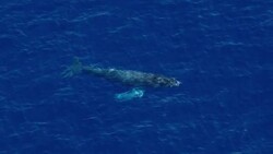 A humpback whale (Megaptera Novaeangliae) surfaces to breathe in the blue waters of the North Pacific Ocean off the coast of Maui. Several areas in the Hawaiian Islands have been designated as a Humpback Whale National Marine Sanctuary. Stock Footage