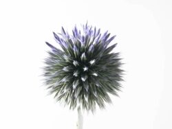 T/L blue Globe Thistle (Echinops sp.) flowering; tiny cobweb Stock Footage