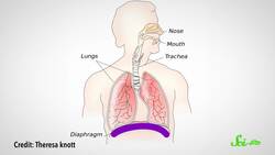 What's Causing That Stitch in Your Side? Instructional Video