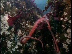Giant octopus (Enteroctopus sp.) moves over coral to camera Stock Footage