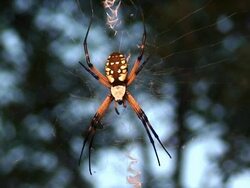 Spider Web Stock Footage