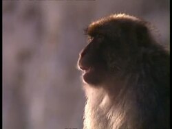 CU Barbary ape chattering Stock Footage