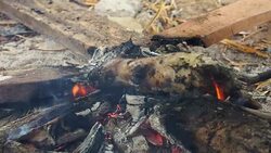 Grilling Rat Stock Footage