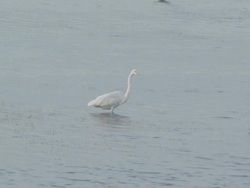 Water birds in the ocean 3 Stock Footage