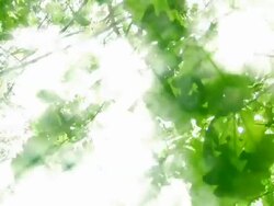 Green leaves in wind Stock Footage