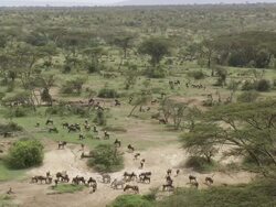 WS PAN  Wildebeasts and zebra's walking / Tanzania Stock Footage