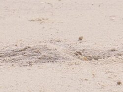 Crab working; Crab dig burrow on tropics beach Stock Footage