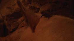 A vampire bat scuttles over the neck of a pig and tries to chew its ear. Stock Footage