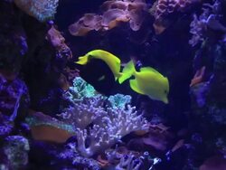 Underwater Stock Footage