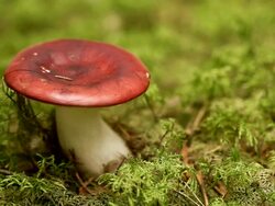 Fungus - Russula emetica The Sickener Stock Footage