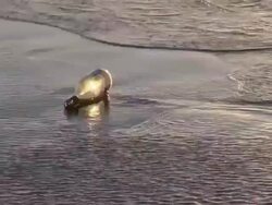 MS Shot of shampain bottle on sea coast, North Sea North Frisia, / St. Peter Ording, Schleswig Holstein, Germany Stock Footage