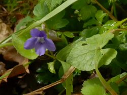 T/L Snails crawling on violet, MCU, UK woodland Stock Footage
